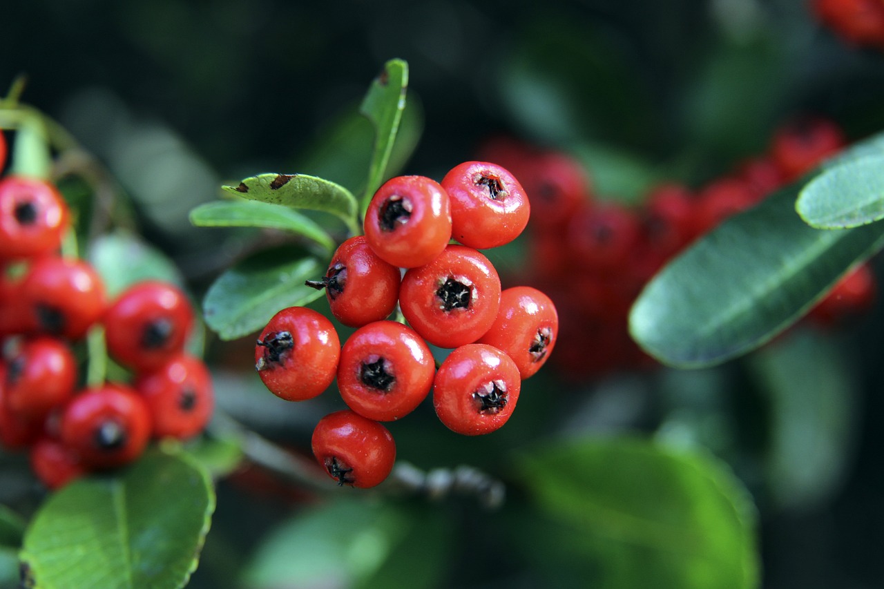 桌球巨星 桌球巨星